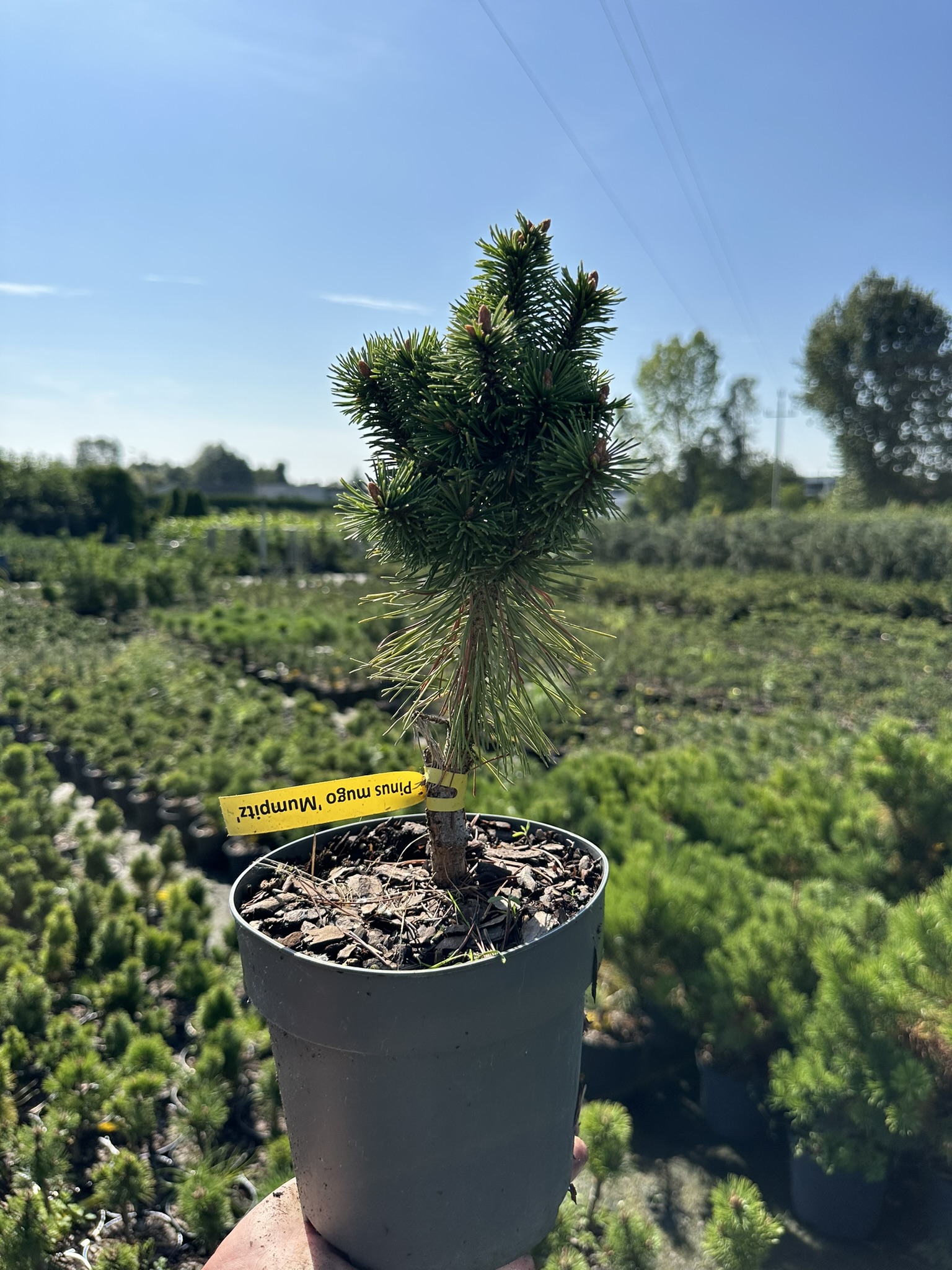 Сосна горная Мампитц